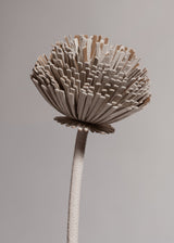 Tul Flower - Duo Chalk