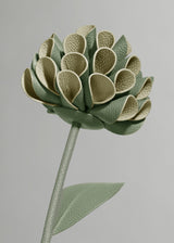 Dalium Flower - Duo Fresh Almond