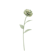 Dalium Flower - Duo Fresh Almond